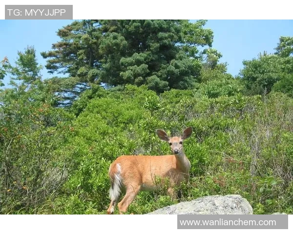 雄鹿栖息地的生态演变与保护现状分析探讨 雄鹿栖息地的生态演变与保护现状分析探讨
